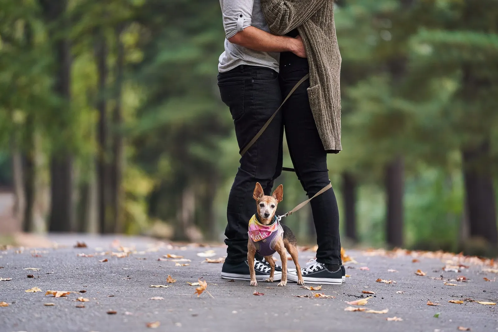 new jersey engagement session with pet